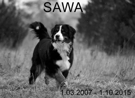 sawa4-—-kopia