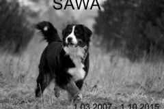 sawa4-—-kopia